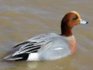 Eurasian Wigeon (WWT Slimbridge April 2013) - pic by Nigel Key